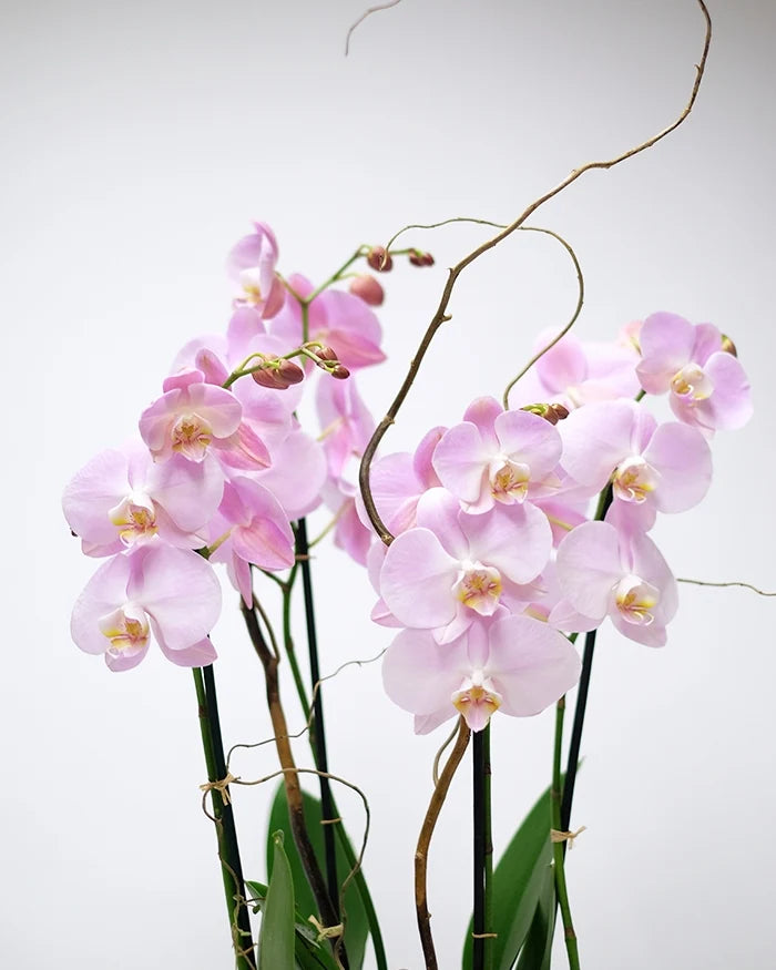 Pink Sky Orchids