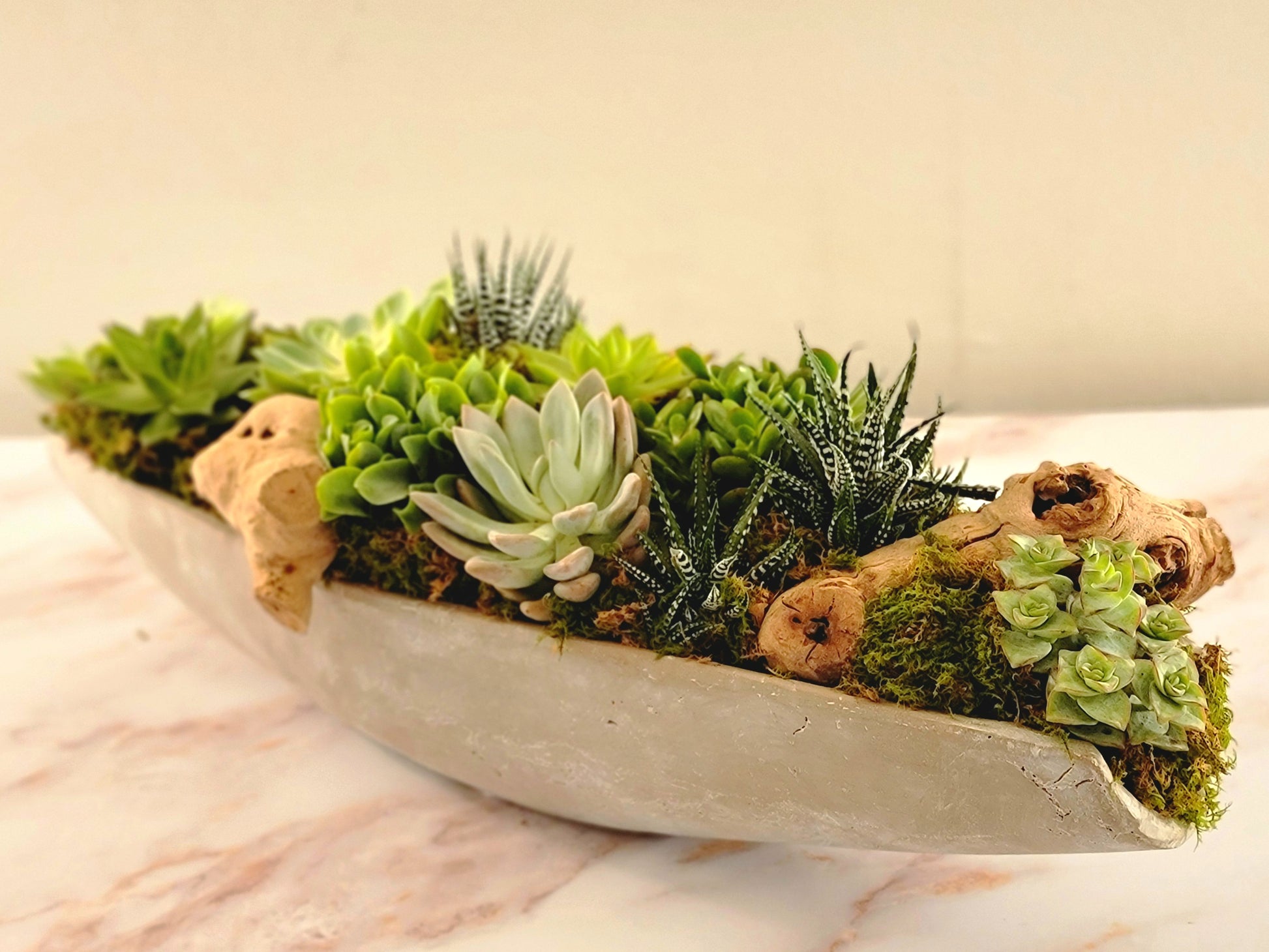 succulents to ship Succulents Ship
