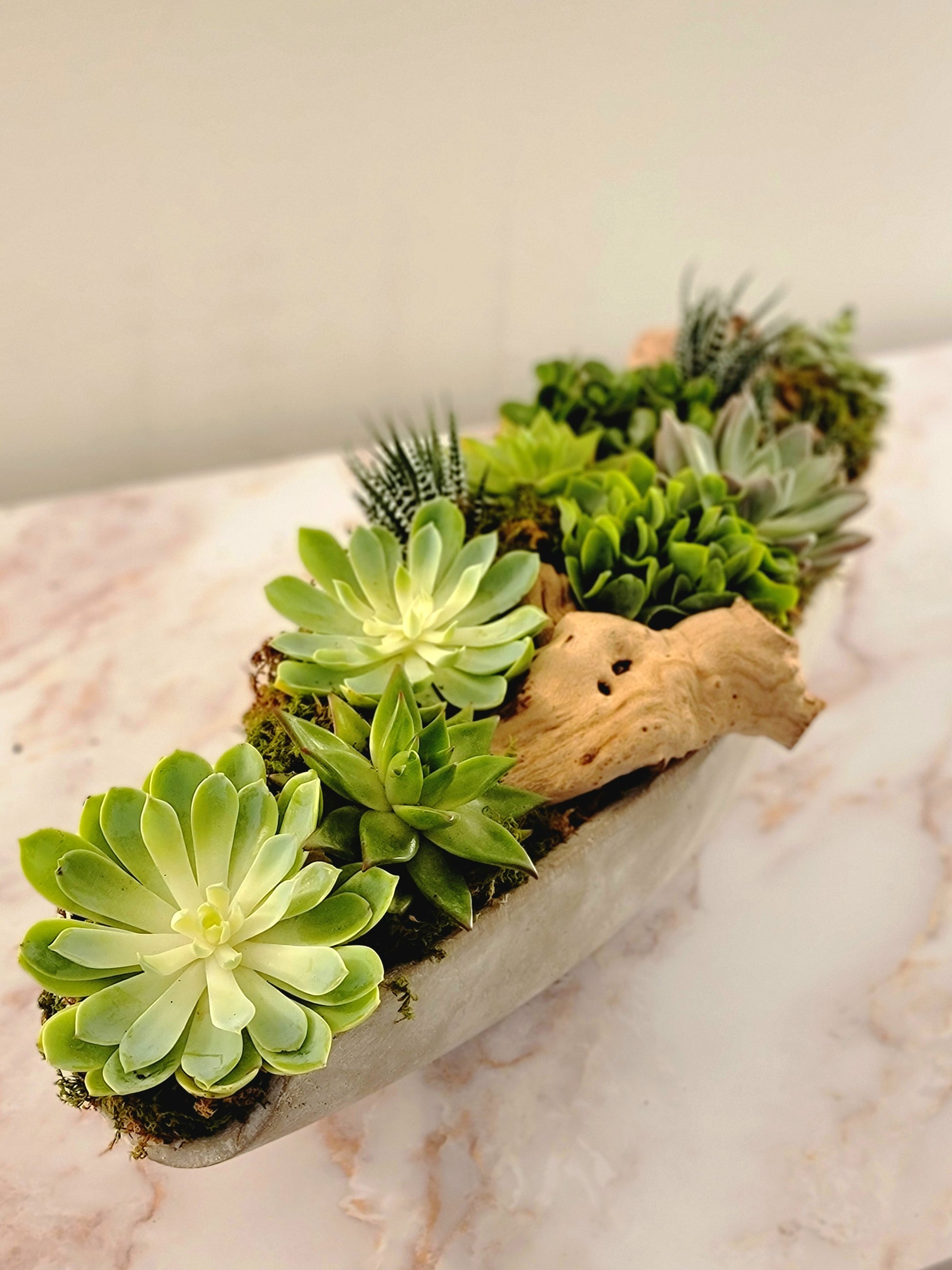 succulent shipping Succulents Ship – The Flowers