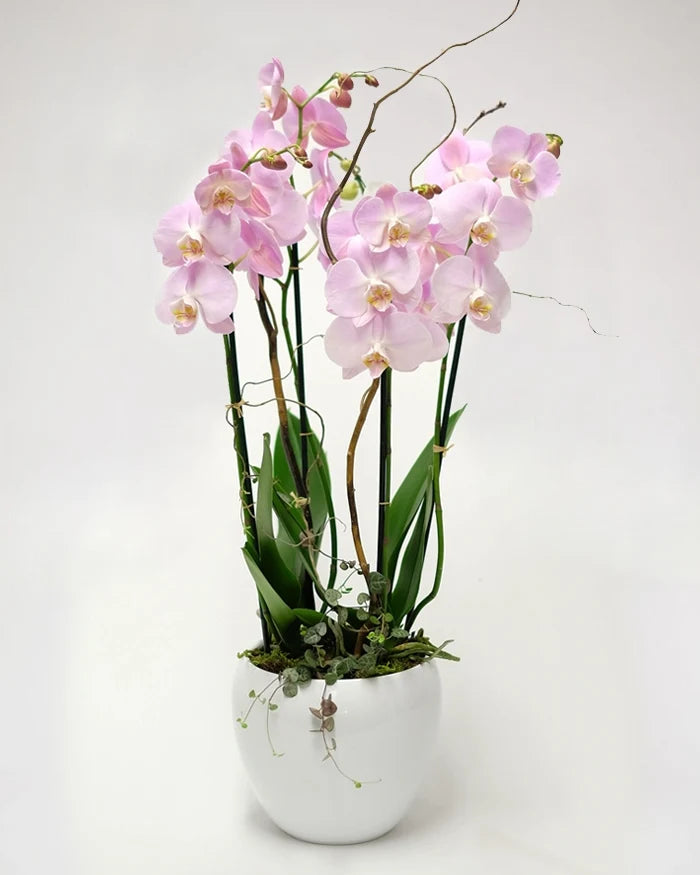Pink Sky Orchids