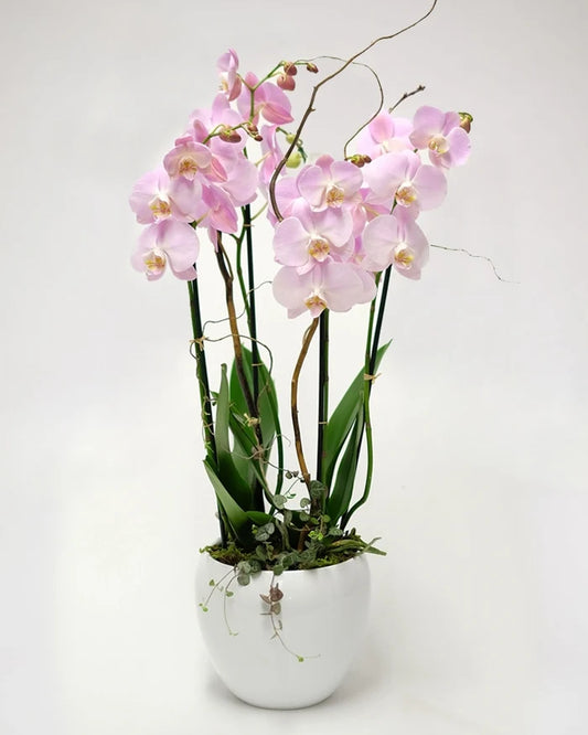 Pink Sky Orchids