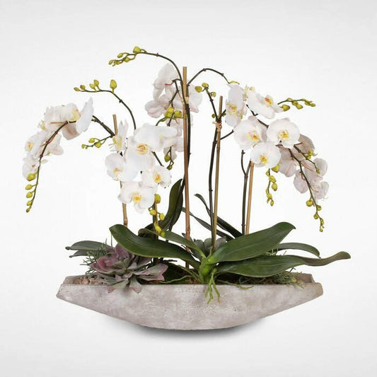 Voyage Orchids